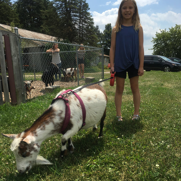 Goat Walking - Fun Activity + Education:  Make your reservation