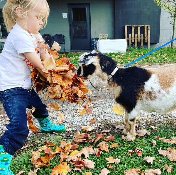Goat Walking - Fun Activity + Education:  Make your reservation