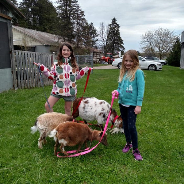 Goat Walking - Fun Activity + Education:  Make your reservation